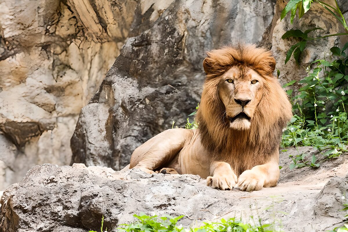León en reposo sobre la roca