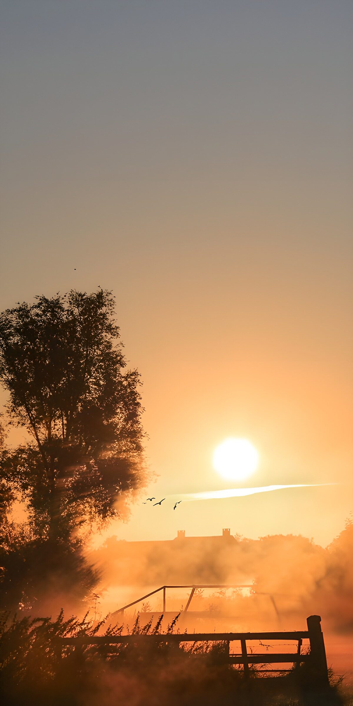 TPES87250: Amanecer con pájaros entre la bruma