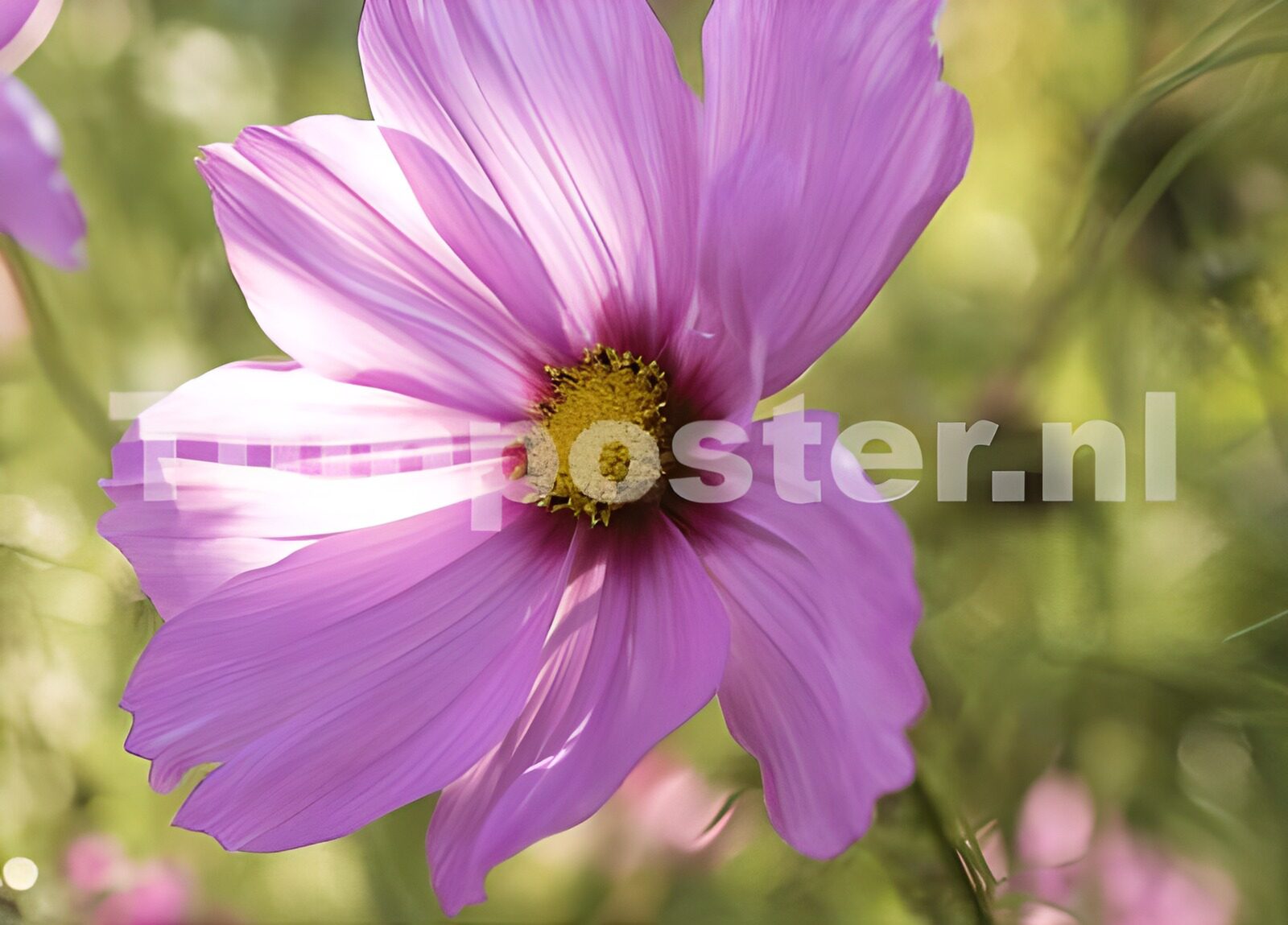 TPES58012: Cosmos rosa en primer plano