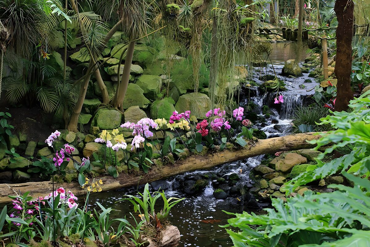 TPES45265: Orquídeas y cascada a la sombra