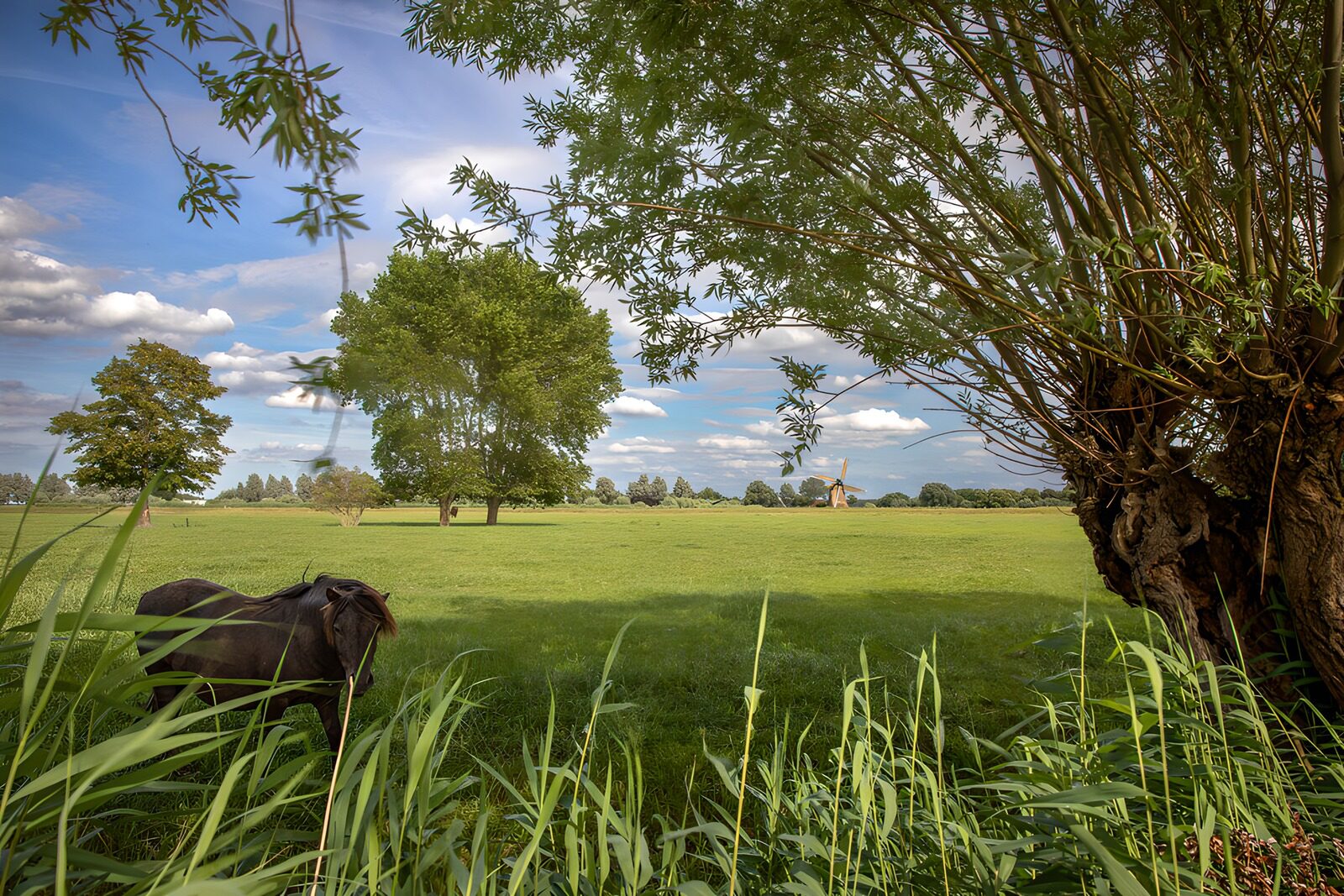 TPES83536: Caballo y molino en una pradera en calma