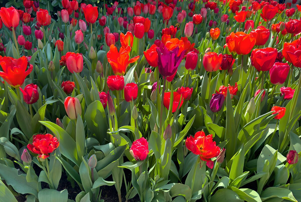 Tulipanes que encienden la primavera