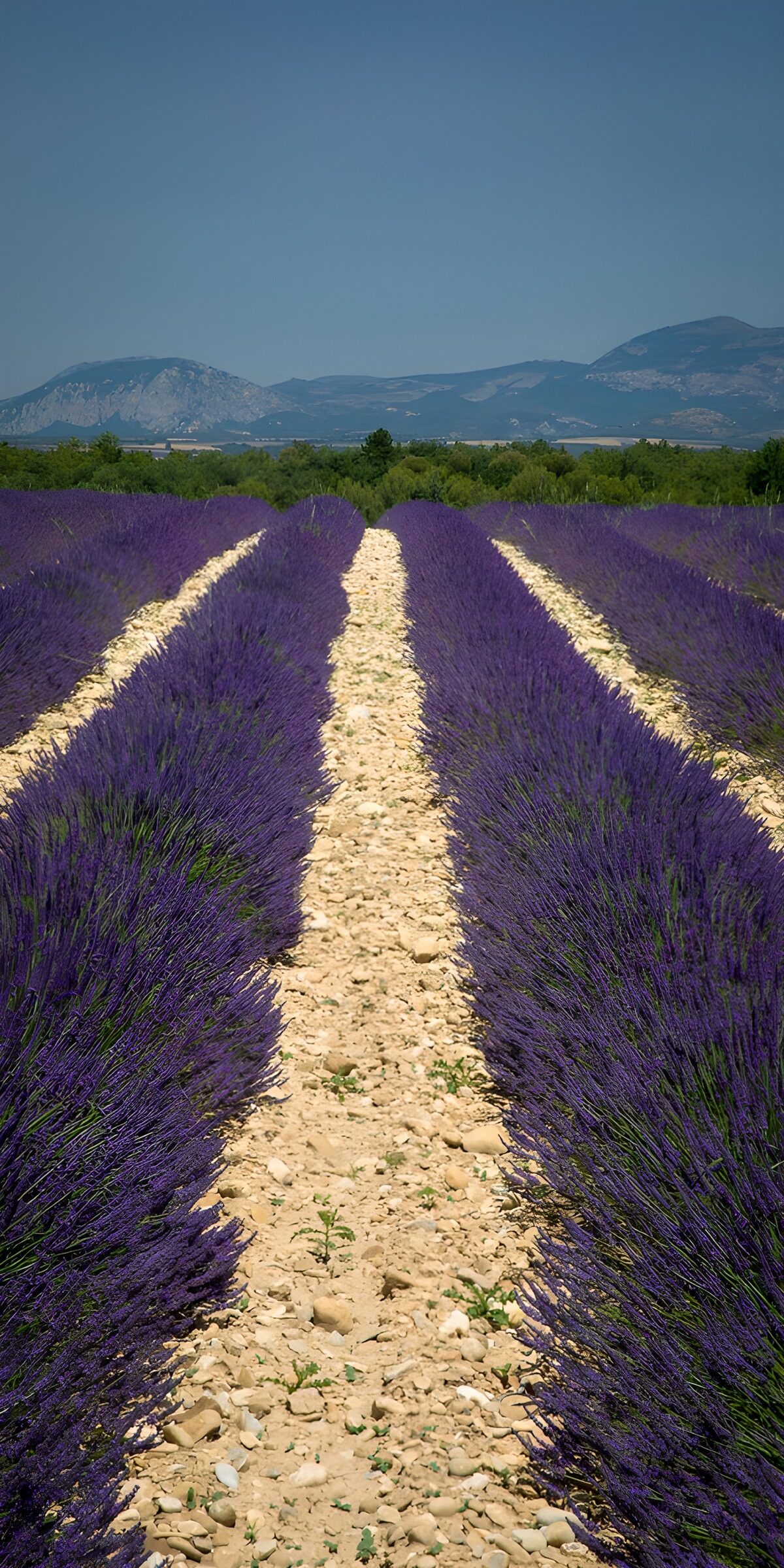 TPES42076: Lavanda en flor bajo un cielo despejado