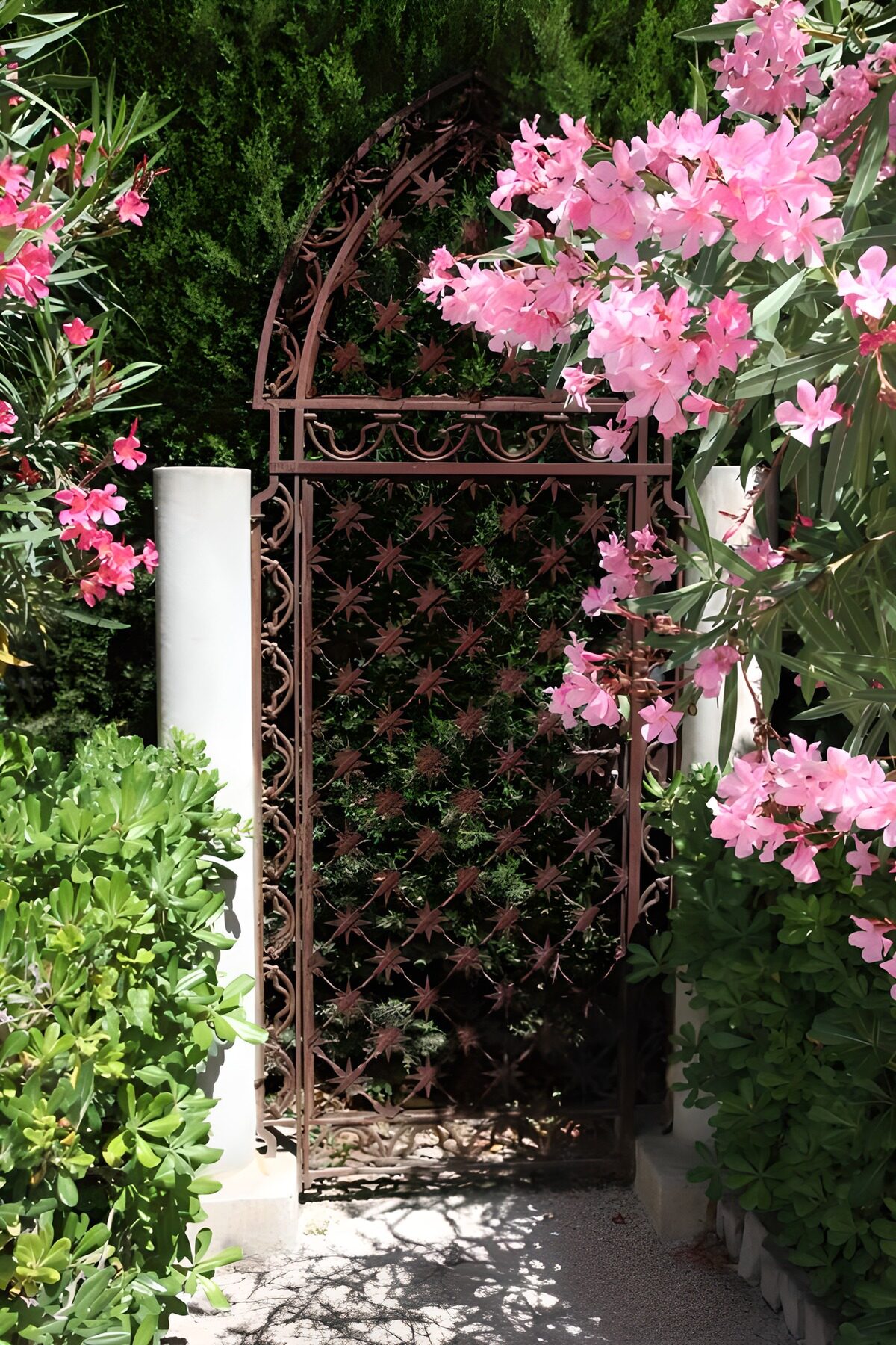 Puerta de hierro entre flores rosas