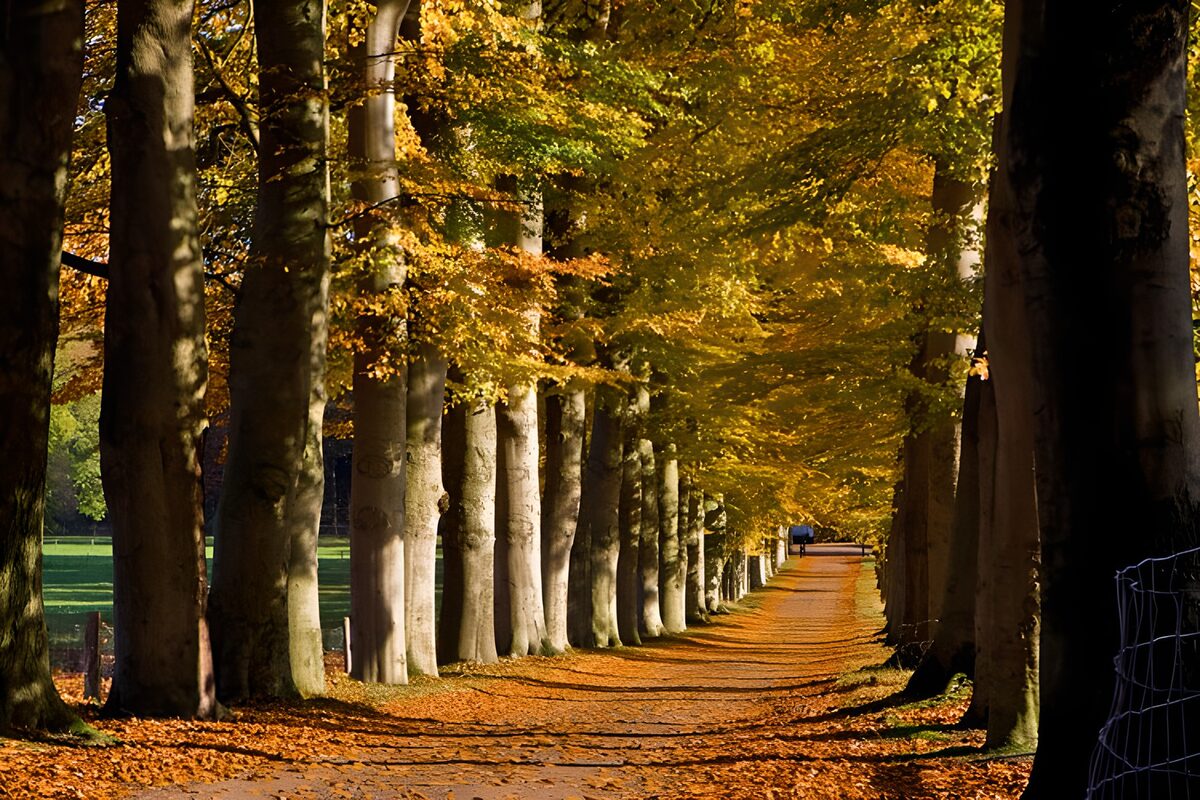 Avenida de árboles en un otoño dorado