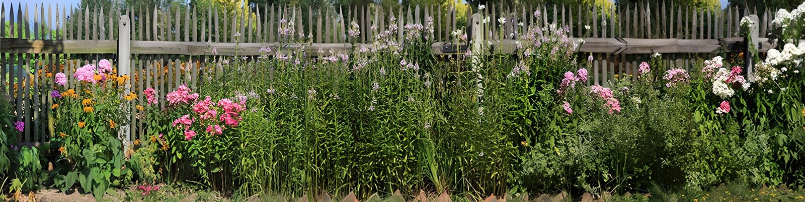 TPES11673: Flores de verano junto a una valla de madera