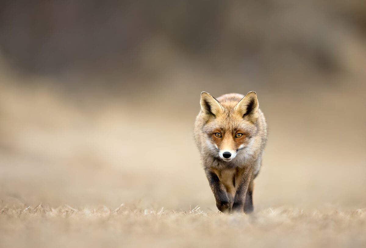 Zorro rojo entre la hierba seca