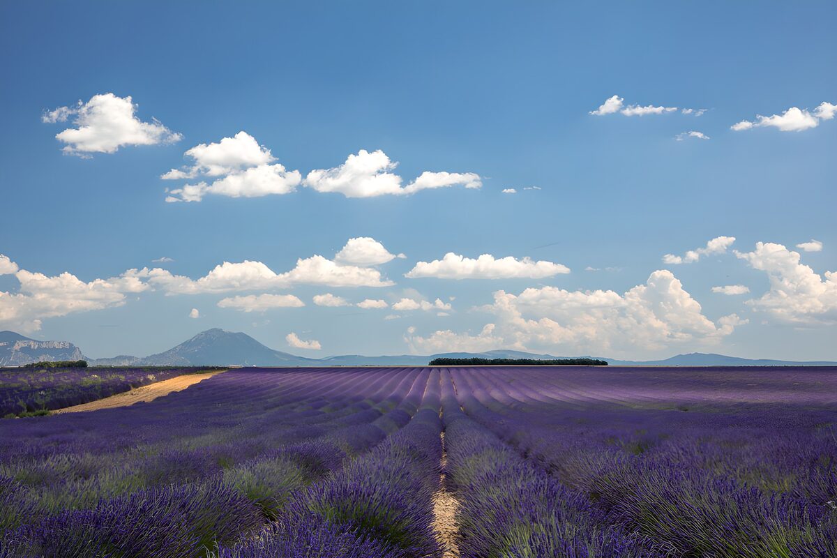La lavanda se pierde en el horizonte