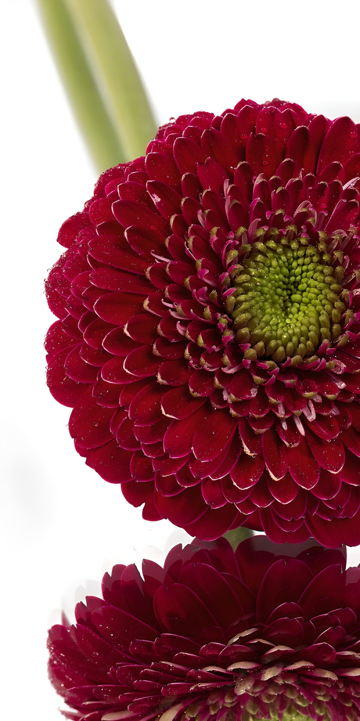 TPES82272: Gerbera rojo oscuro en primer plano