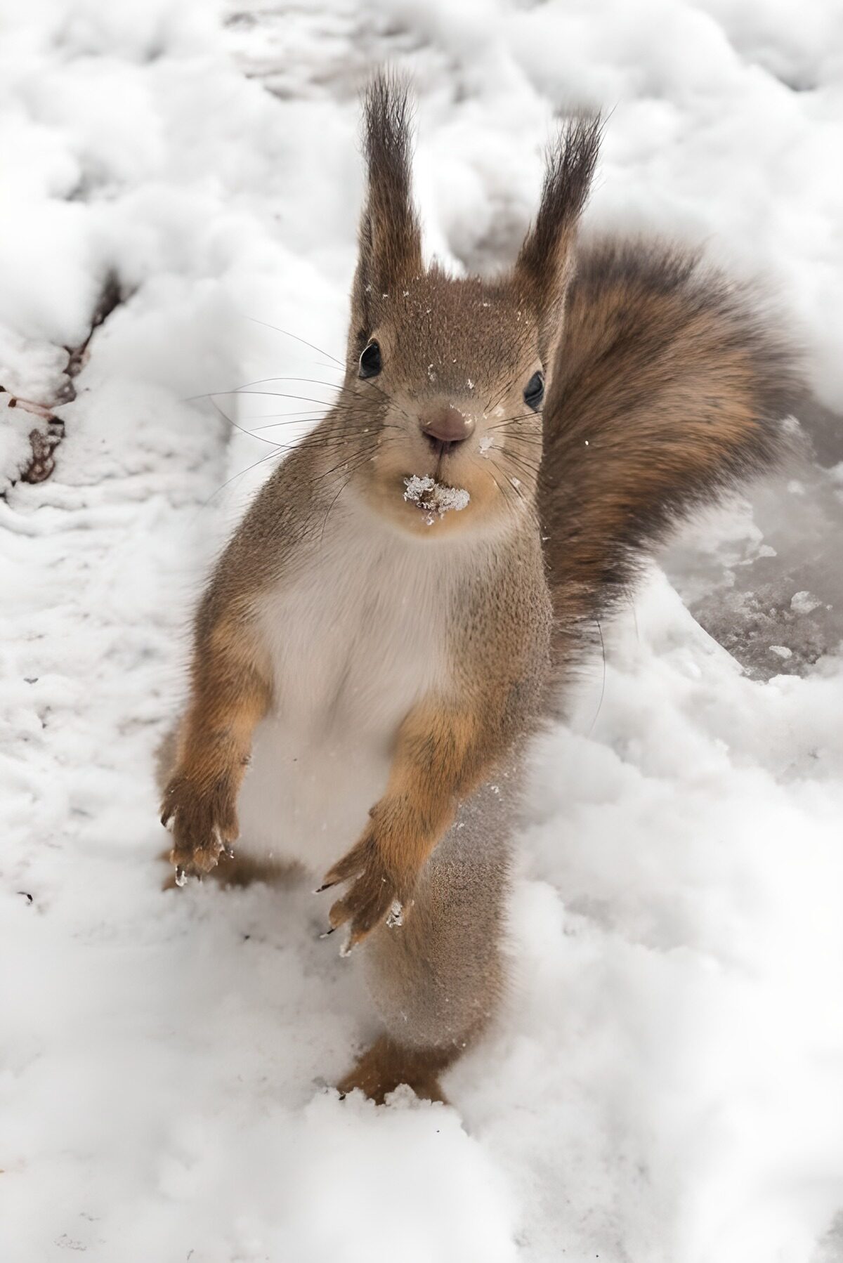 Ardilla roja erguida en la nieve