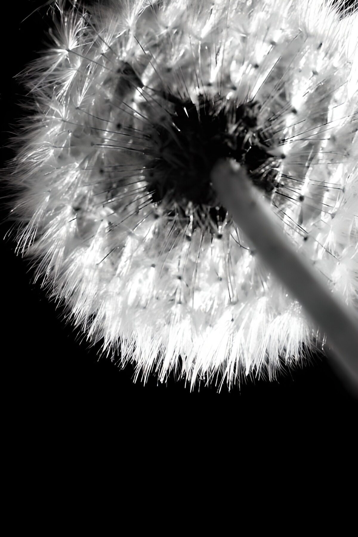 Diente de león en blanco y negro