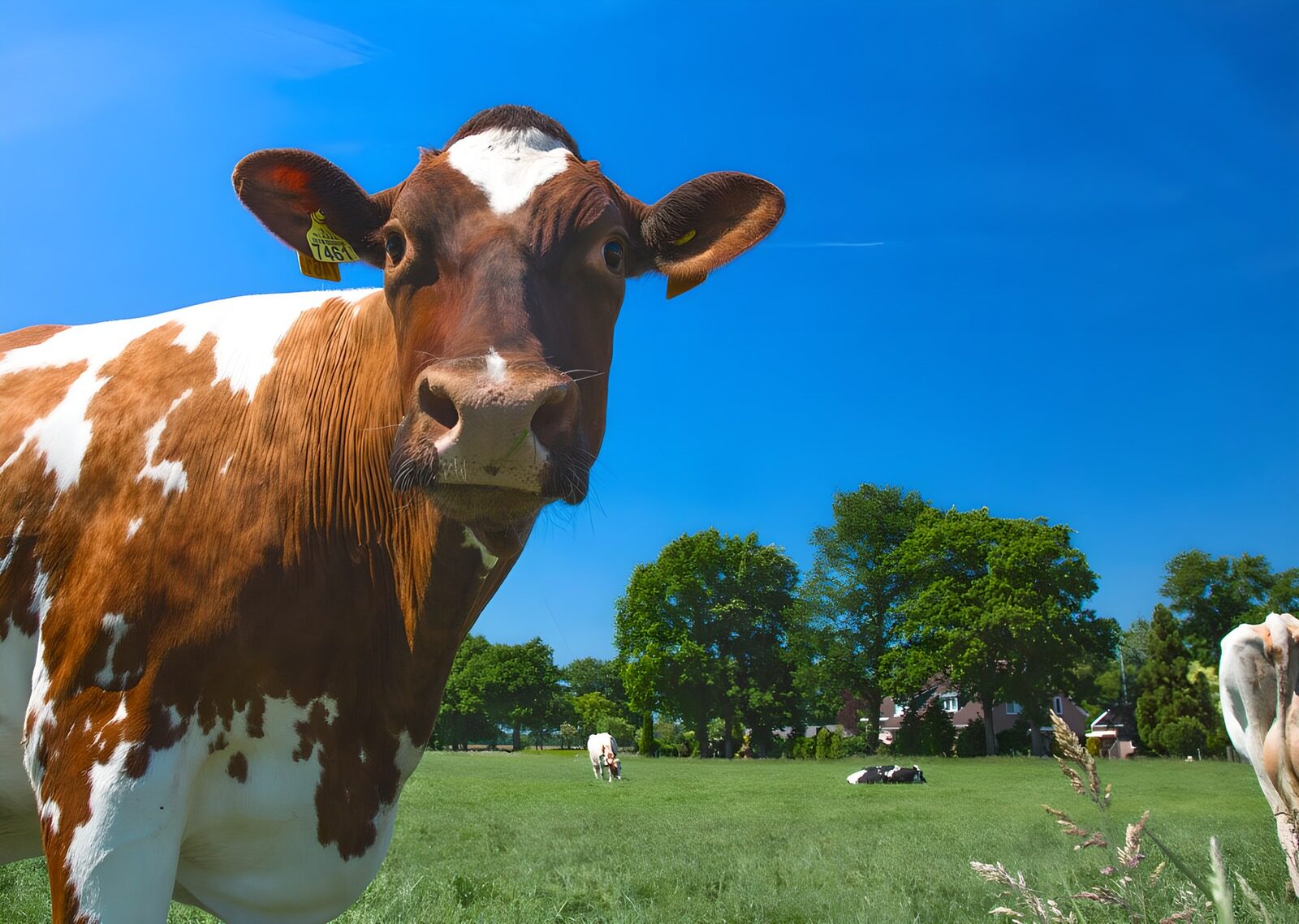 TPES70332: Vaca marrón y blanca en un prado verde