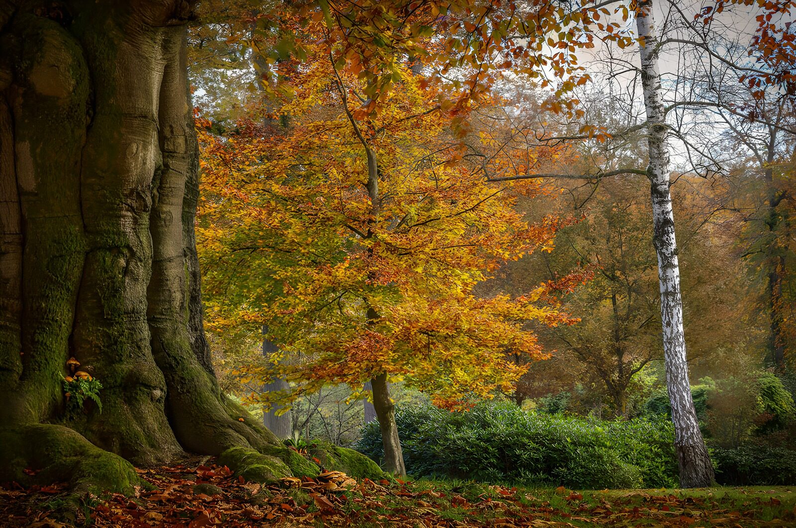 TPES88516: Viejo árbol y hojas doradas en el bosque