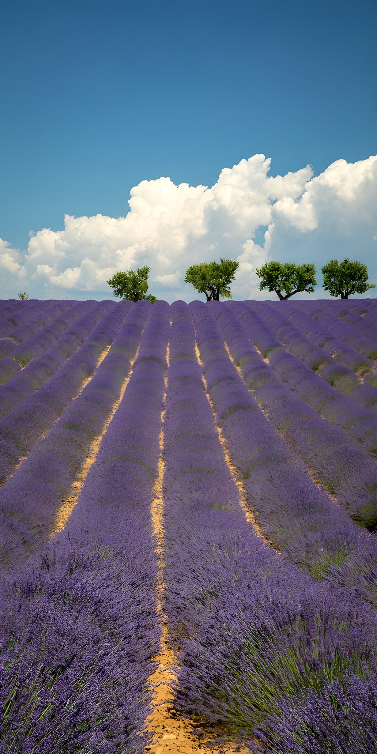 TPES94510: Campo de lavanda bajo nubes blancas