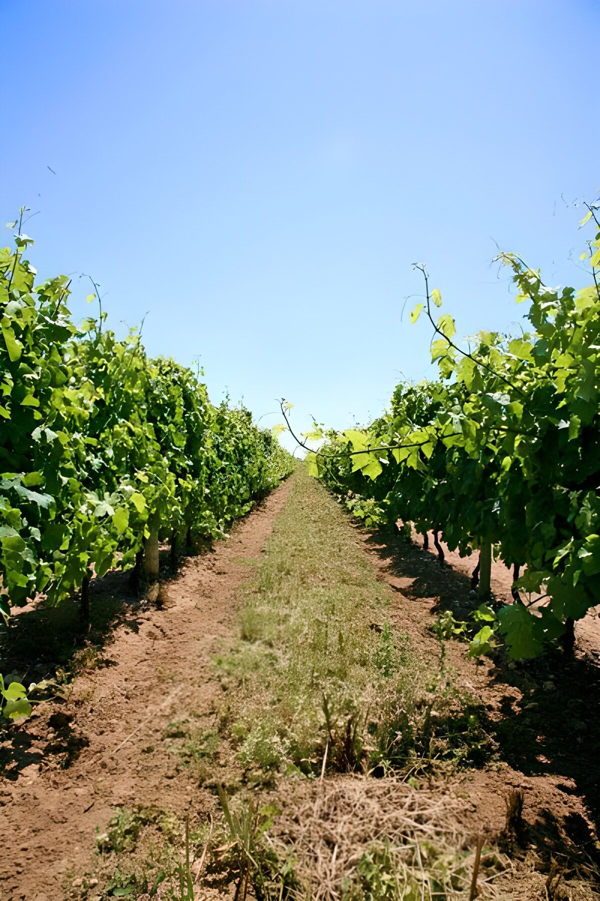 TPES43052: Camino entre viñas bajo el cielo azul