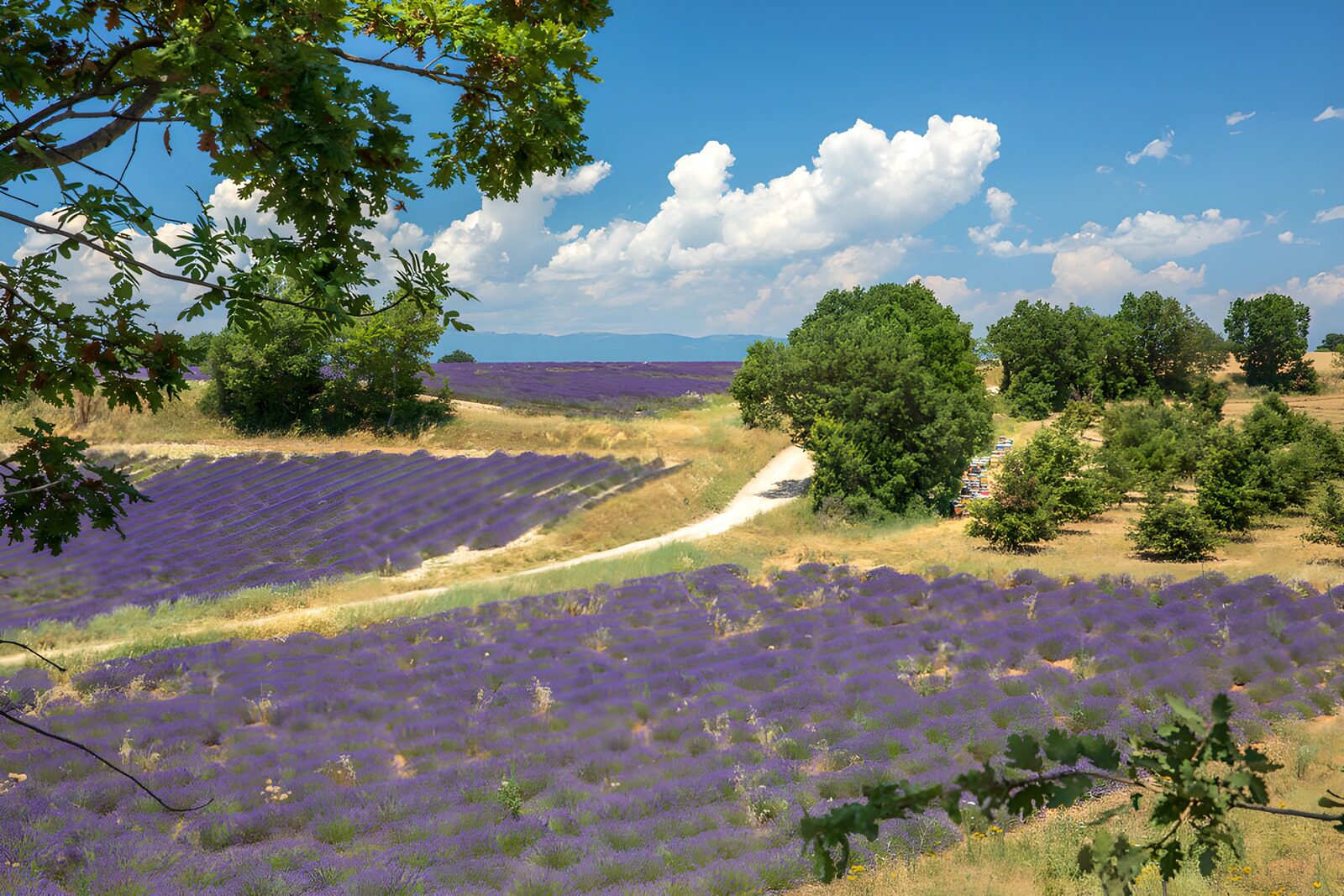 TPES75287: La lavanda sigue el camino