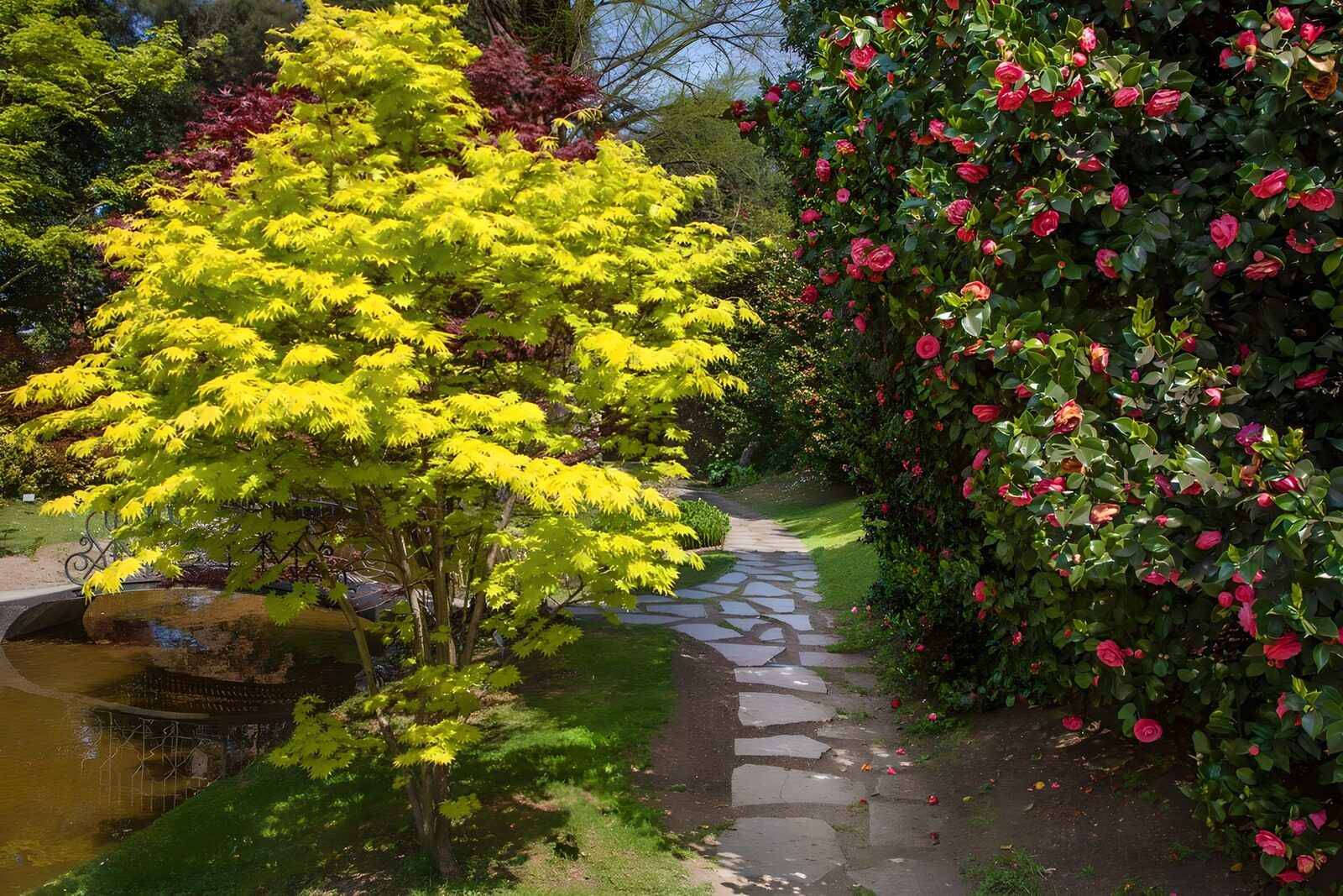 TPES25559: Sendero al sol entre un arce y flores