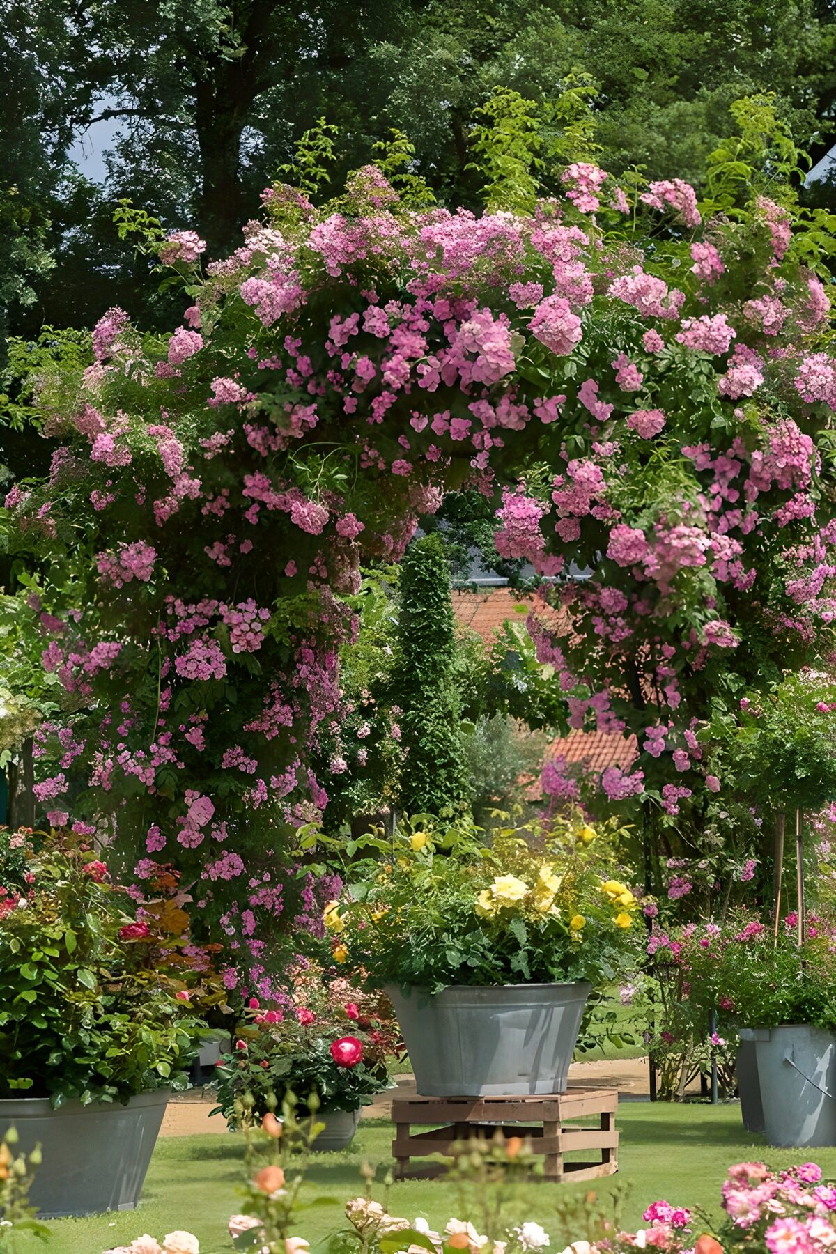 TPES24493: Arco de rosas rosadas y macetas al sol