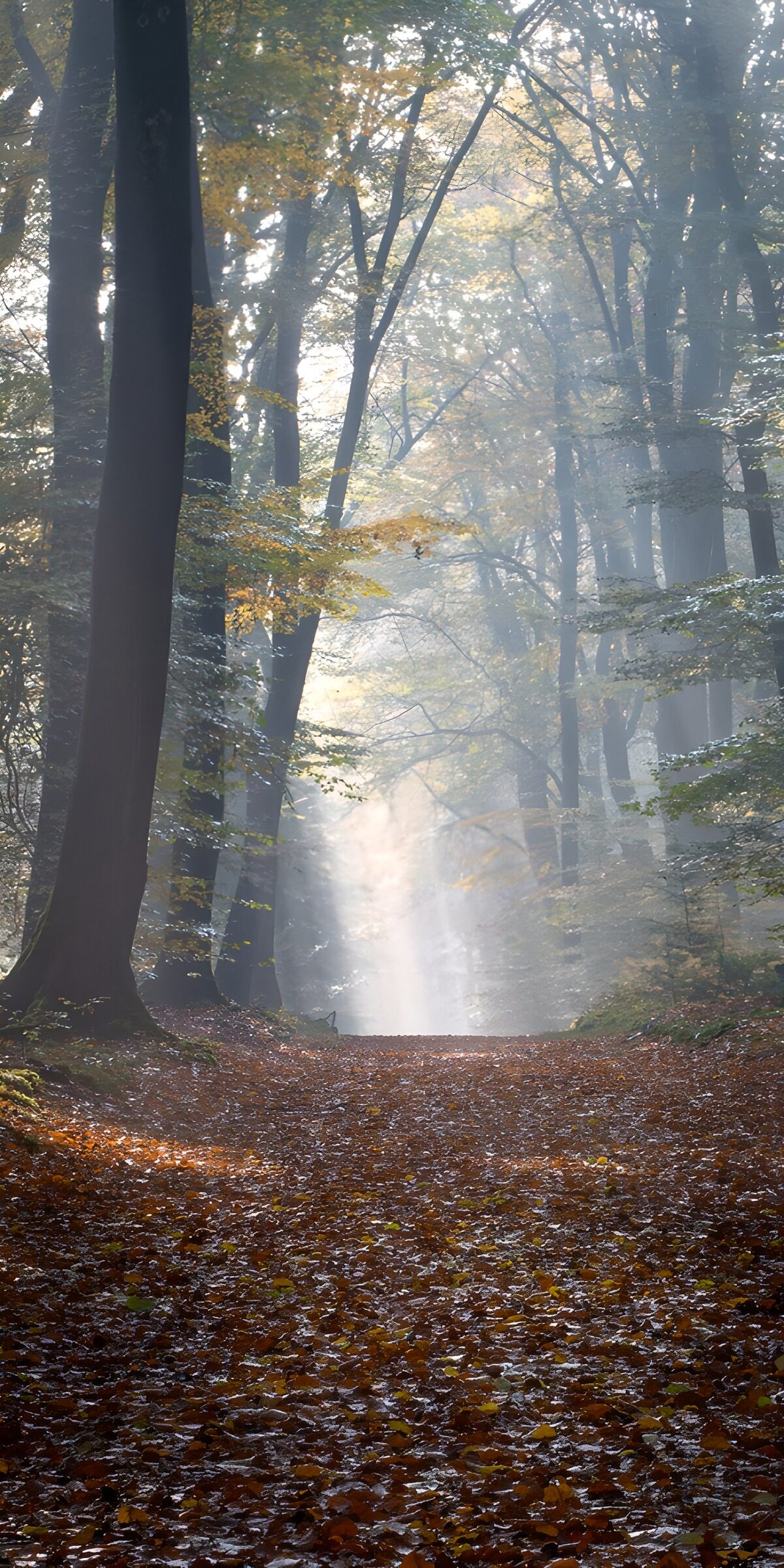 TPES67221: La luz se abre paso por el bosque
