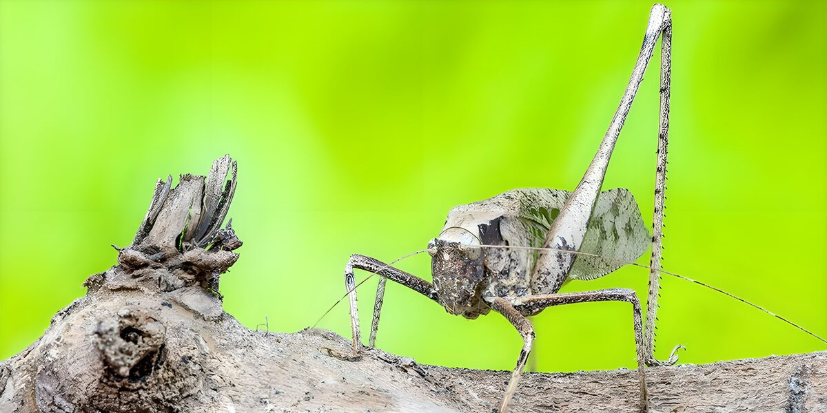 Saltamontes sobre una rama seca