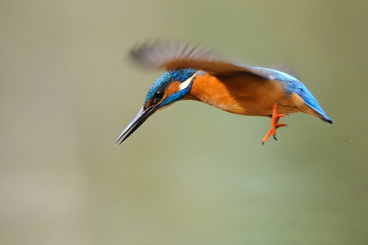 Martín pescador en pleno vuelo