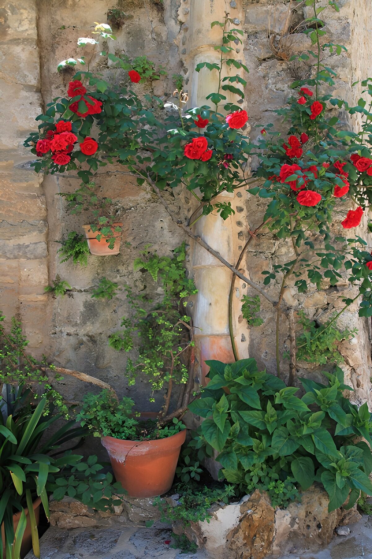 Rosal rojo en maceta junto al muro