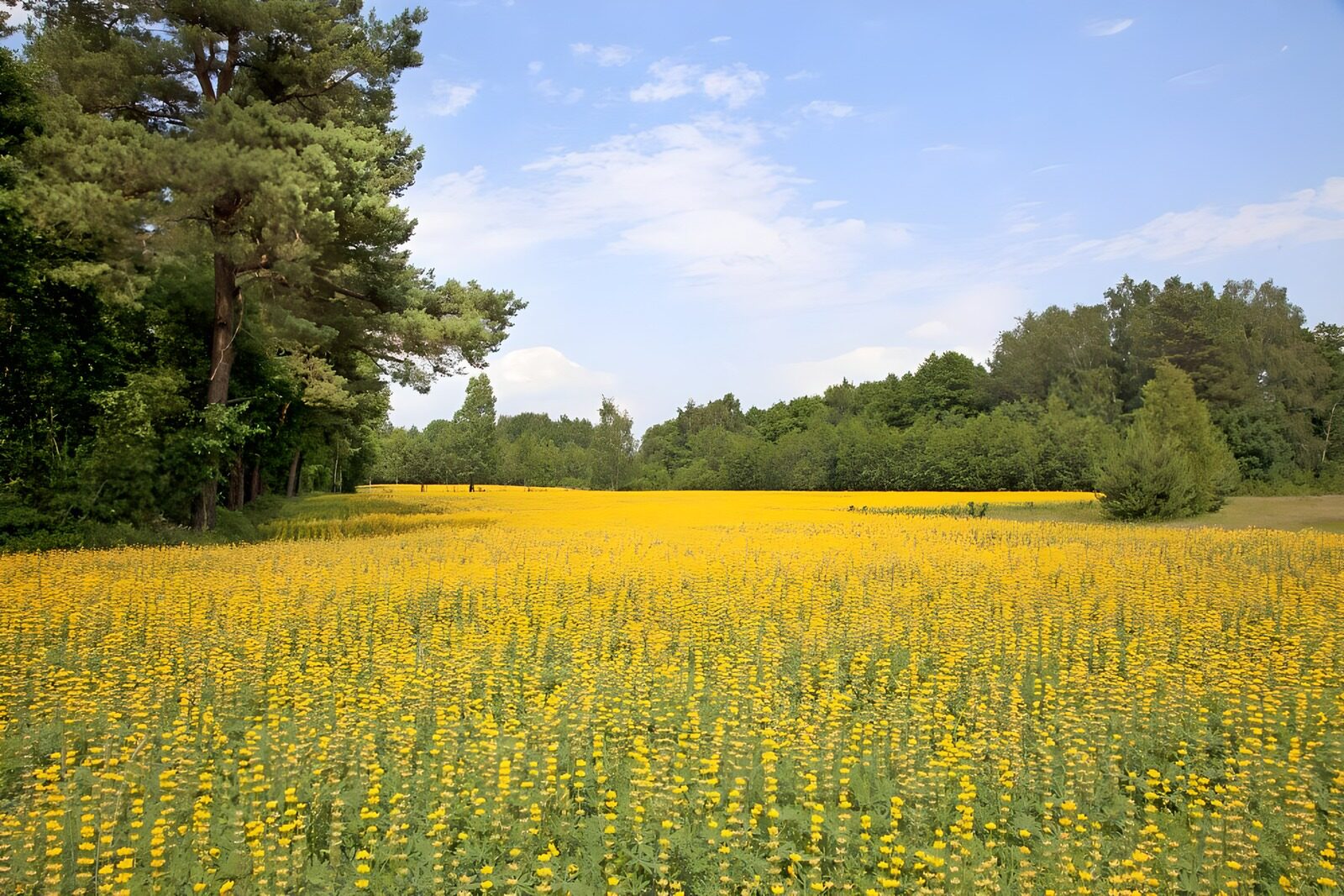 TPES63145: Pradera de flores amarillas al sol