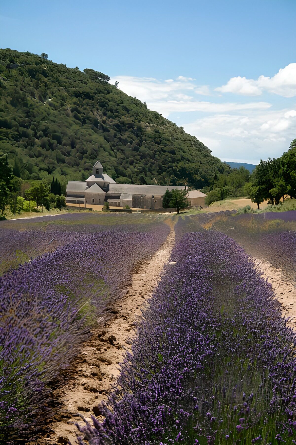 Campo de lavanda bajo la colina verde