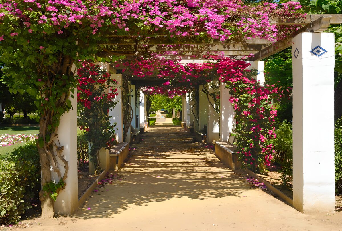 TPES26104: Pérgola de buganvillas y bancos a la sombra