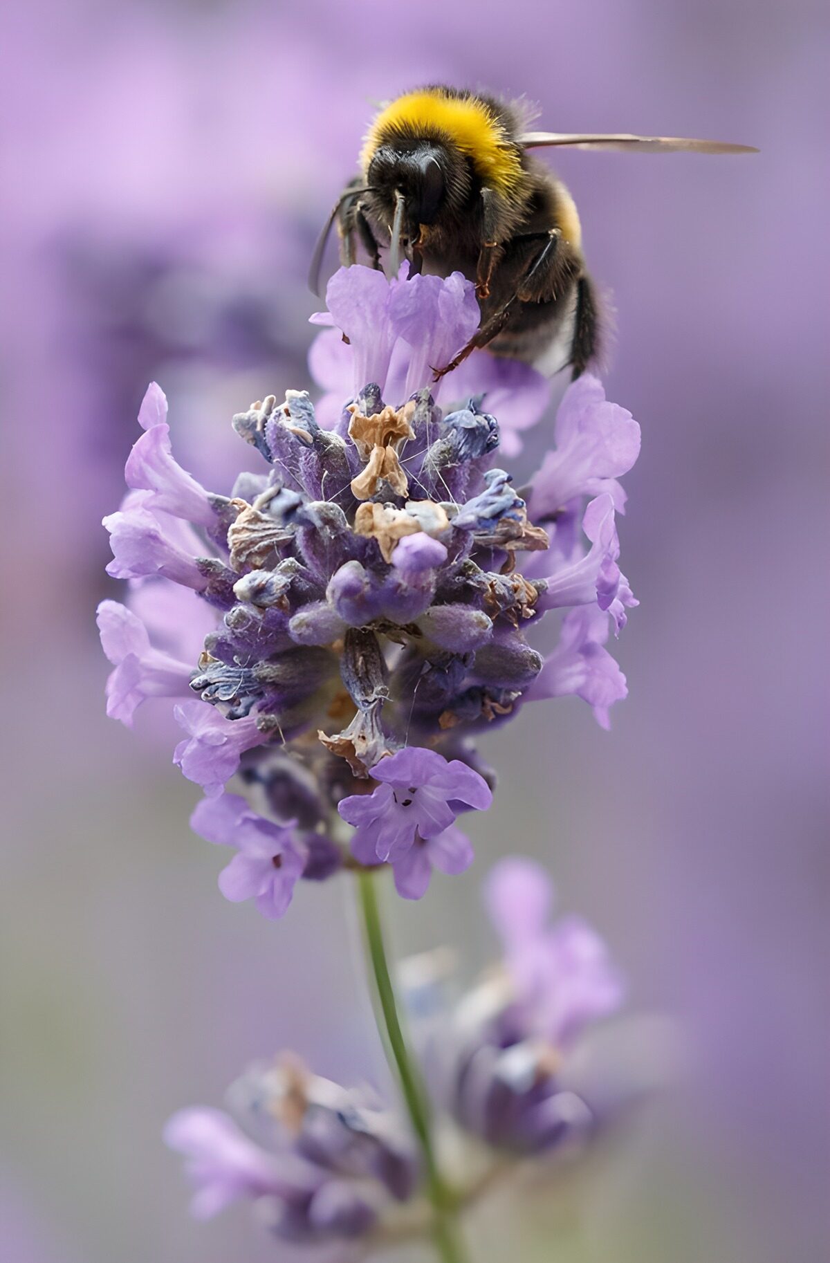 TPES56222: Abejorro sobre lavanda en tonos suaves