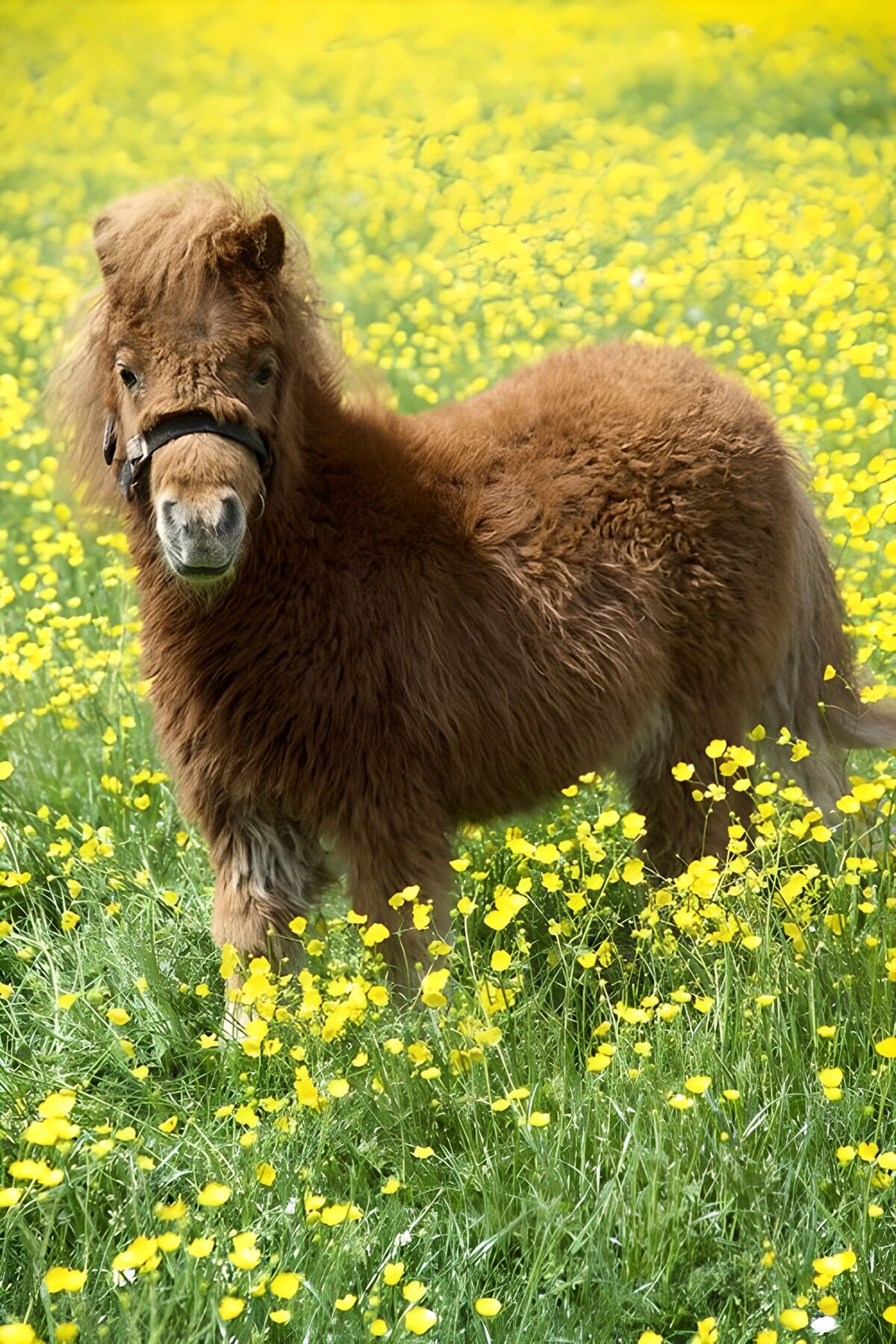 TPES30822: Poni entre pinceladas de amarillo