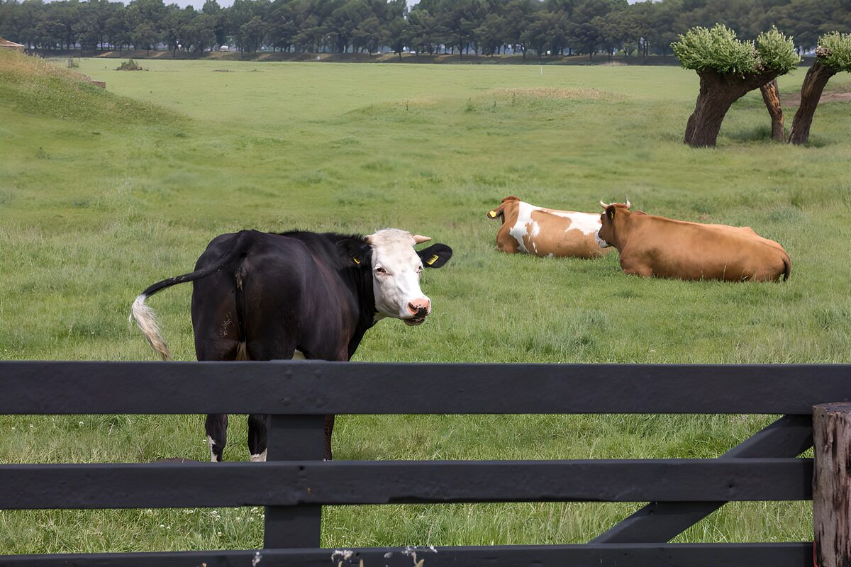 Tres vacas tras la valla, sin prisas