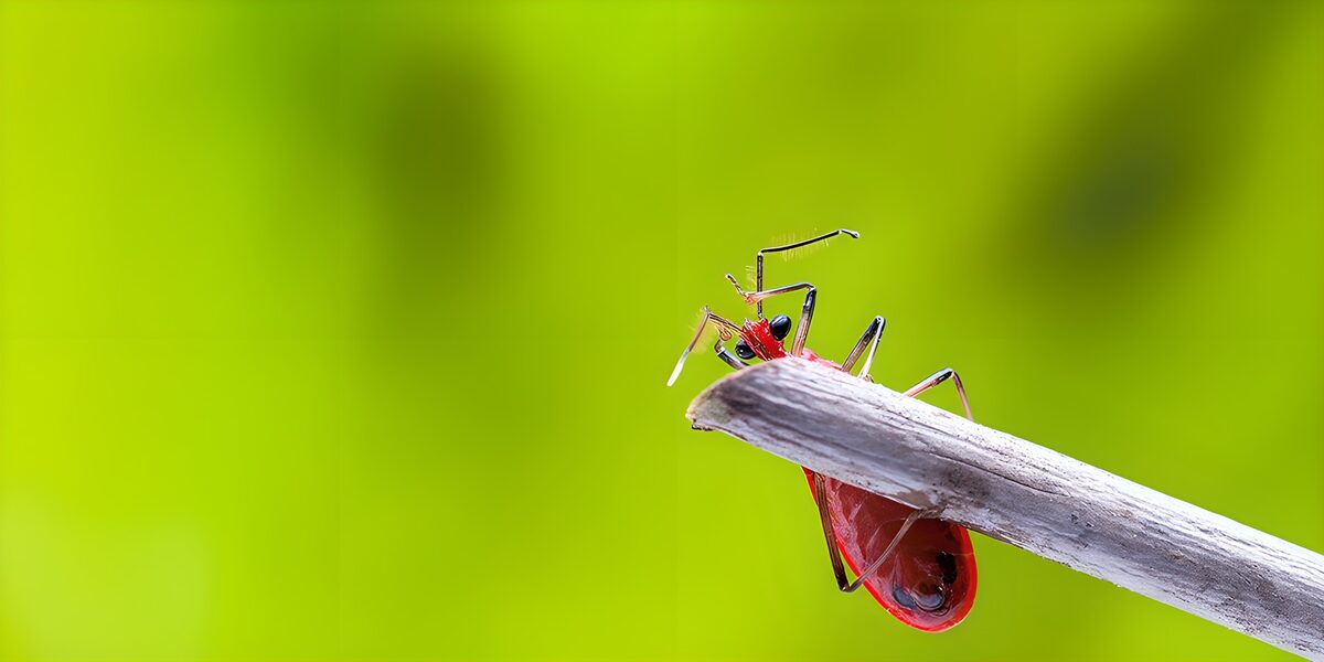 Insecto rojo en una rama gastada