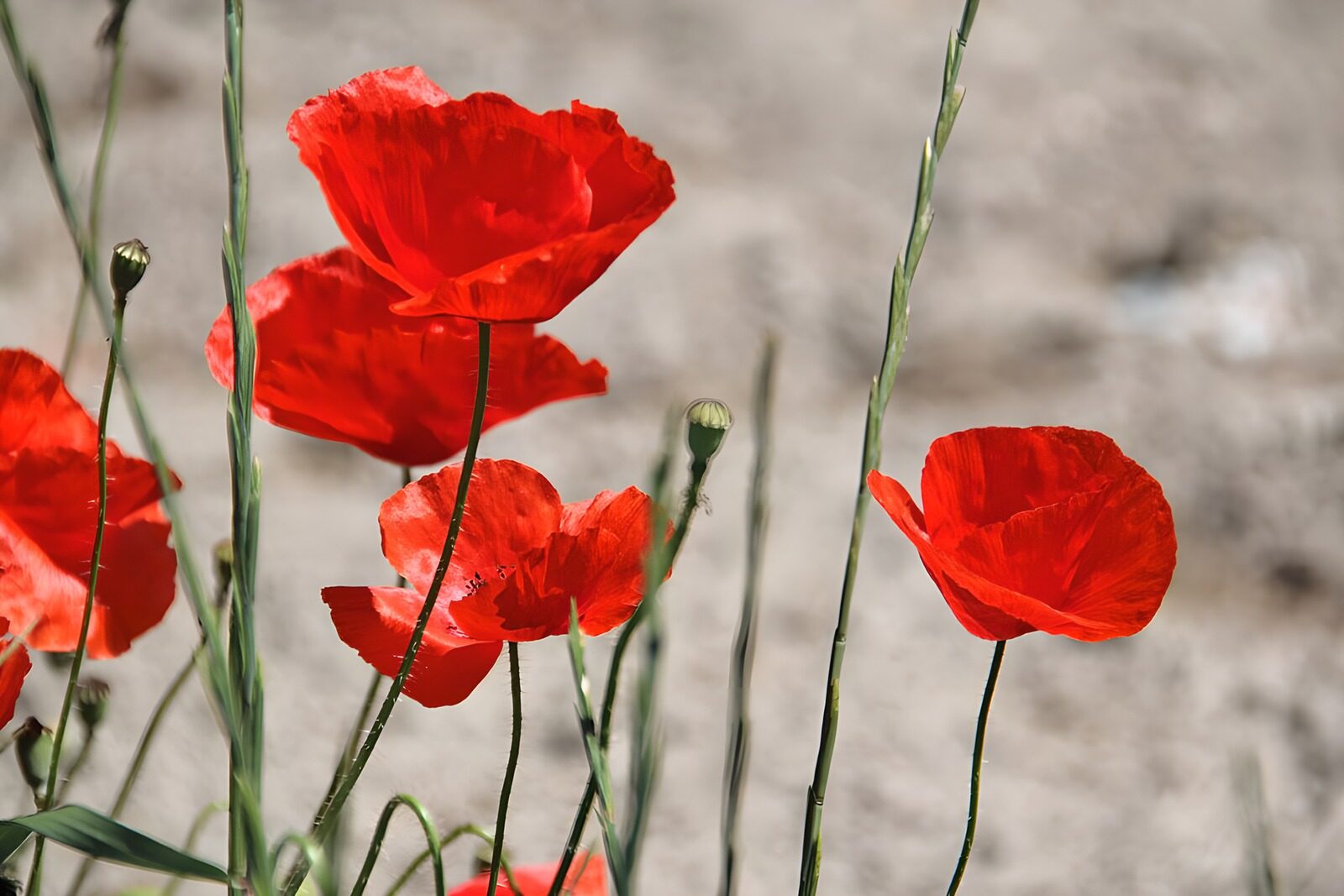 TPES14133: Amapolas rojas entre tallos verdes