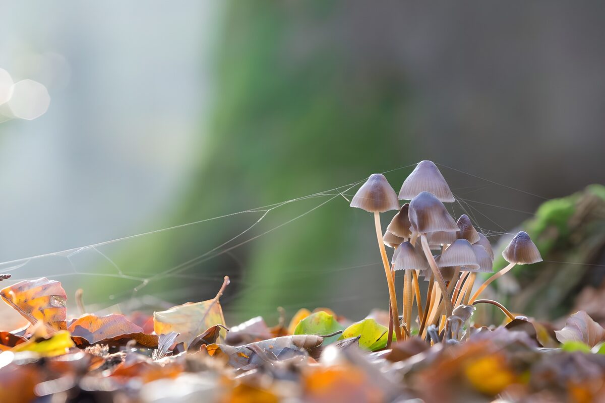 Pequeñas setas entre hojas de otoño