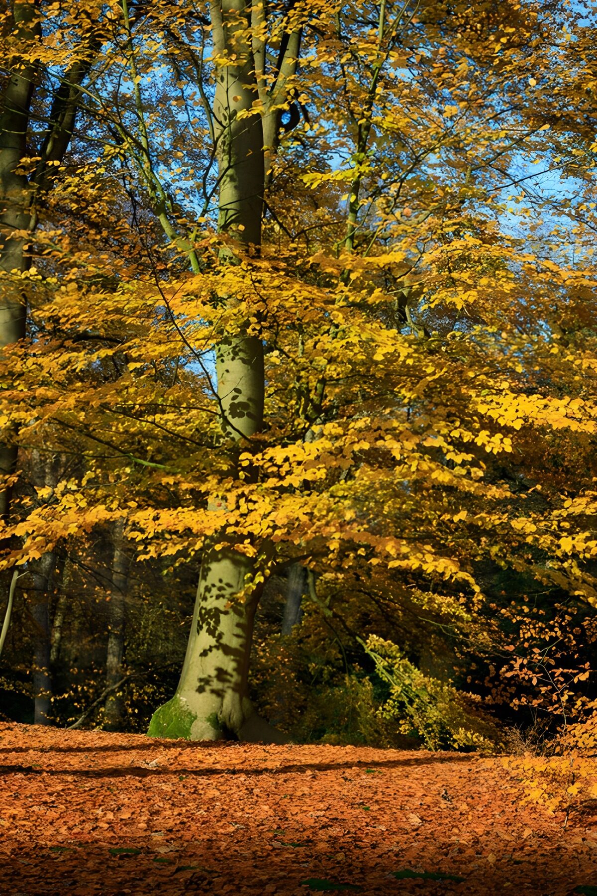 TPES73094: Haya al sol en un bosque de otoño