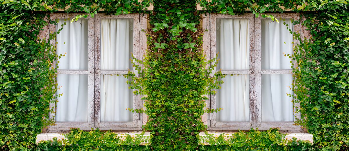 Dos ventanas entre hojas verdes