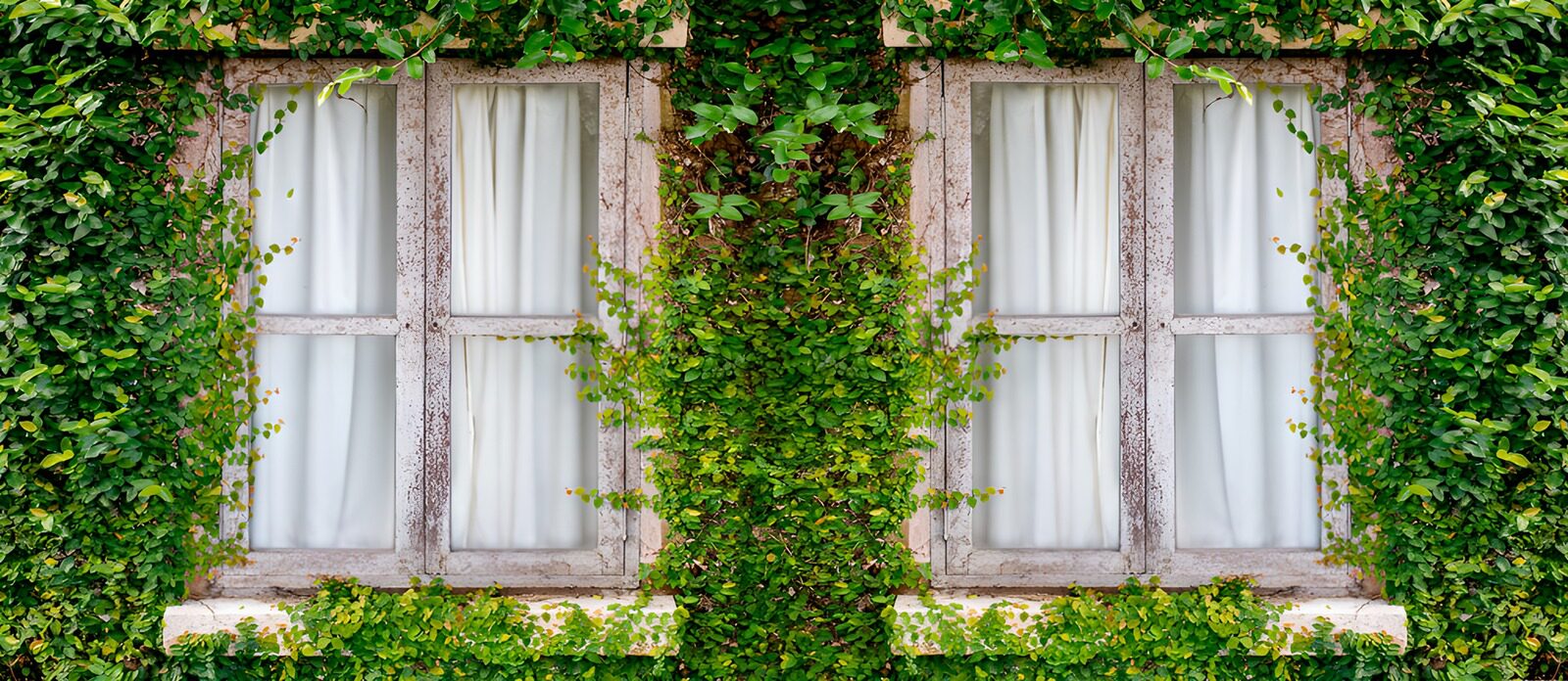 TPES76699: Dos ventanas entre hojas verdes