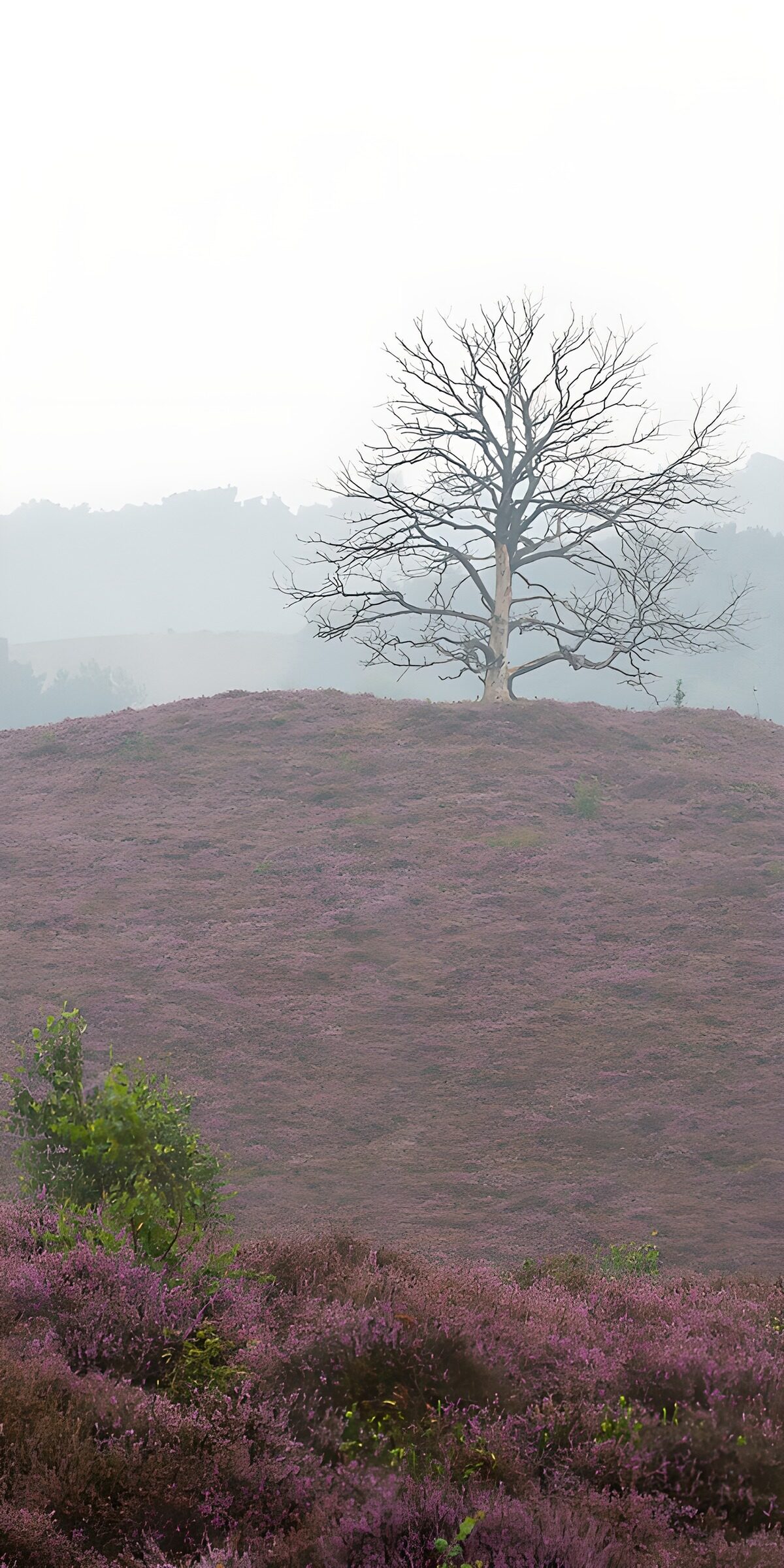 TPES44358: Árbol solitario entre brezos morados