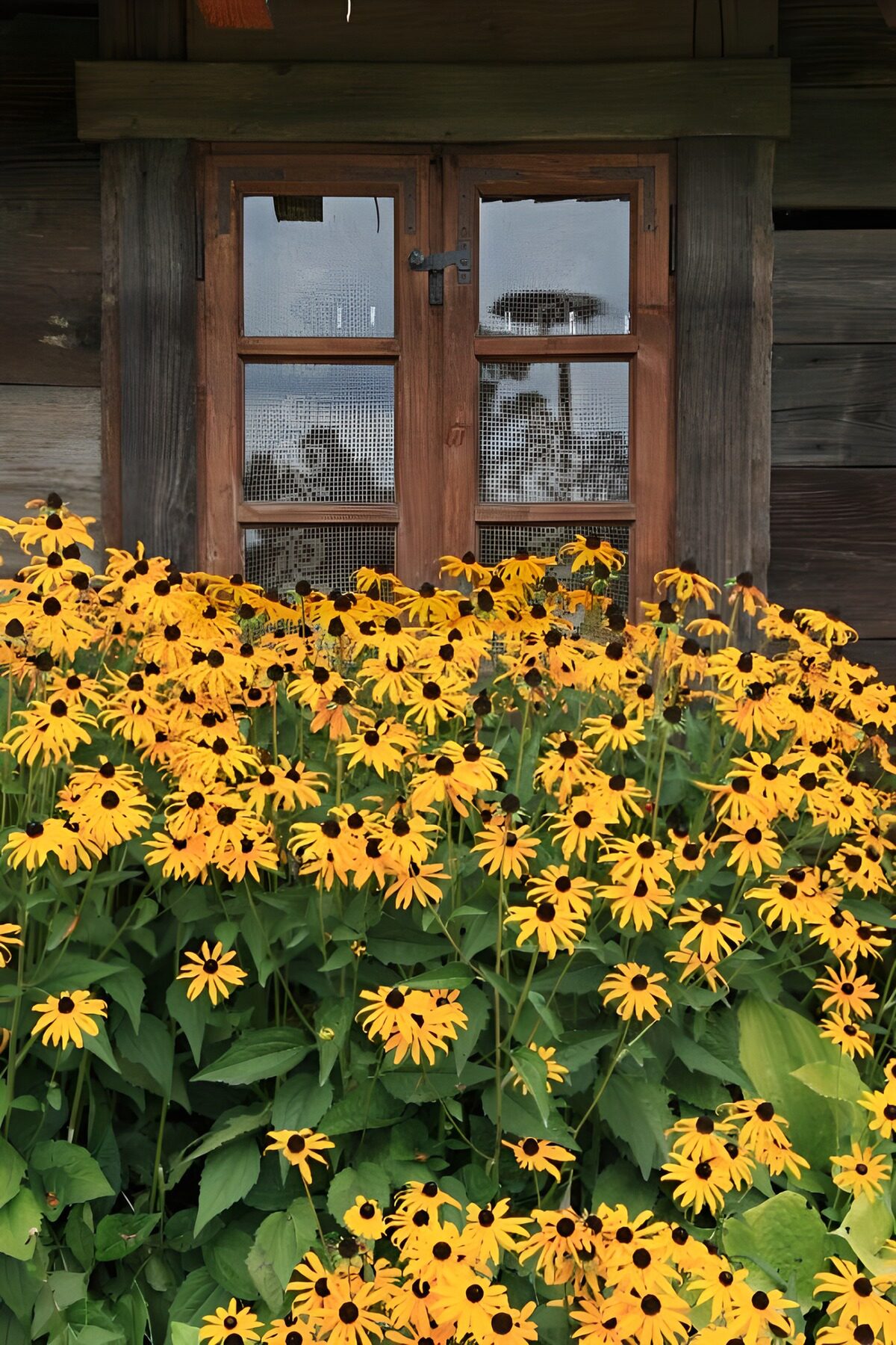 Flores amarillas ante una ventana de madera