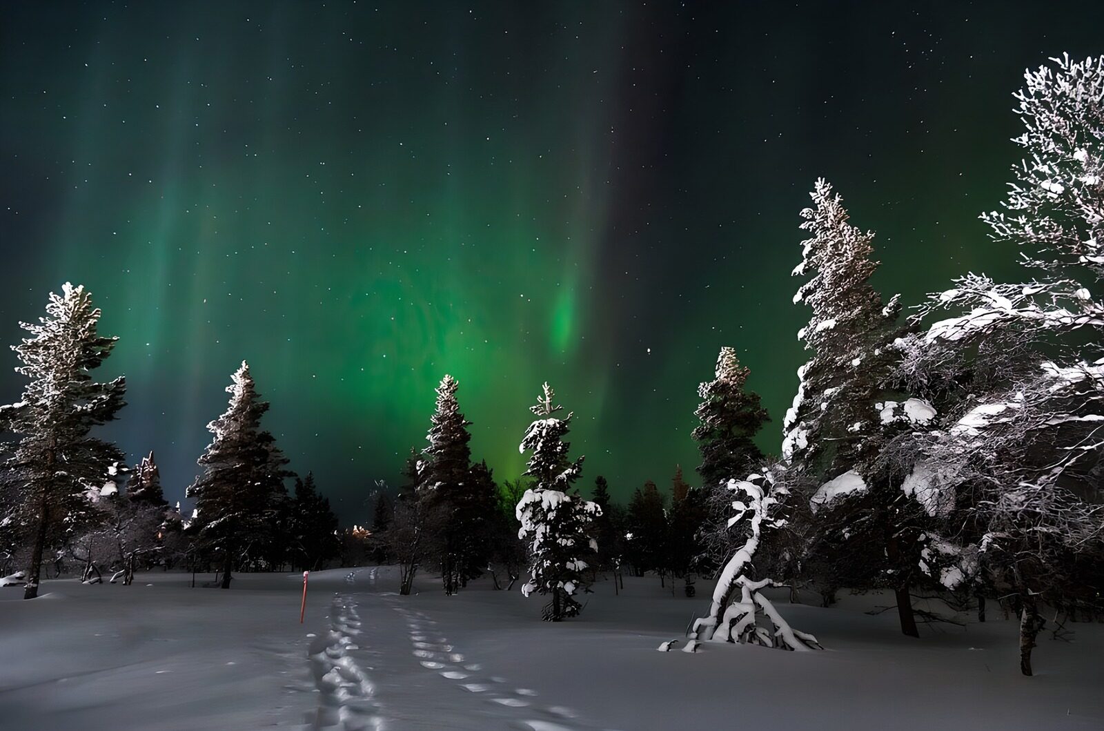 TPES27457: Aurora boreal sobre el bosque nevado
