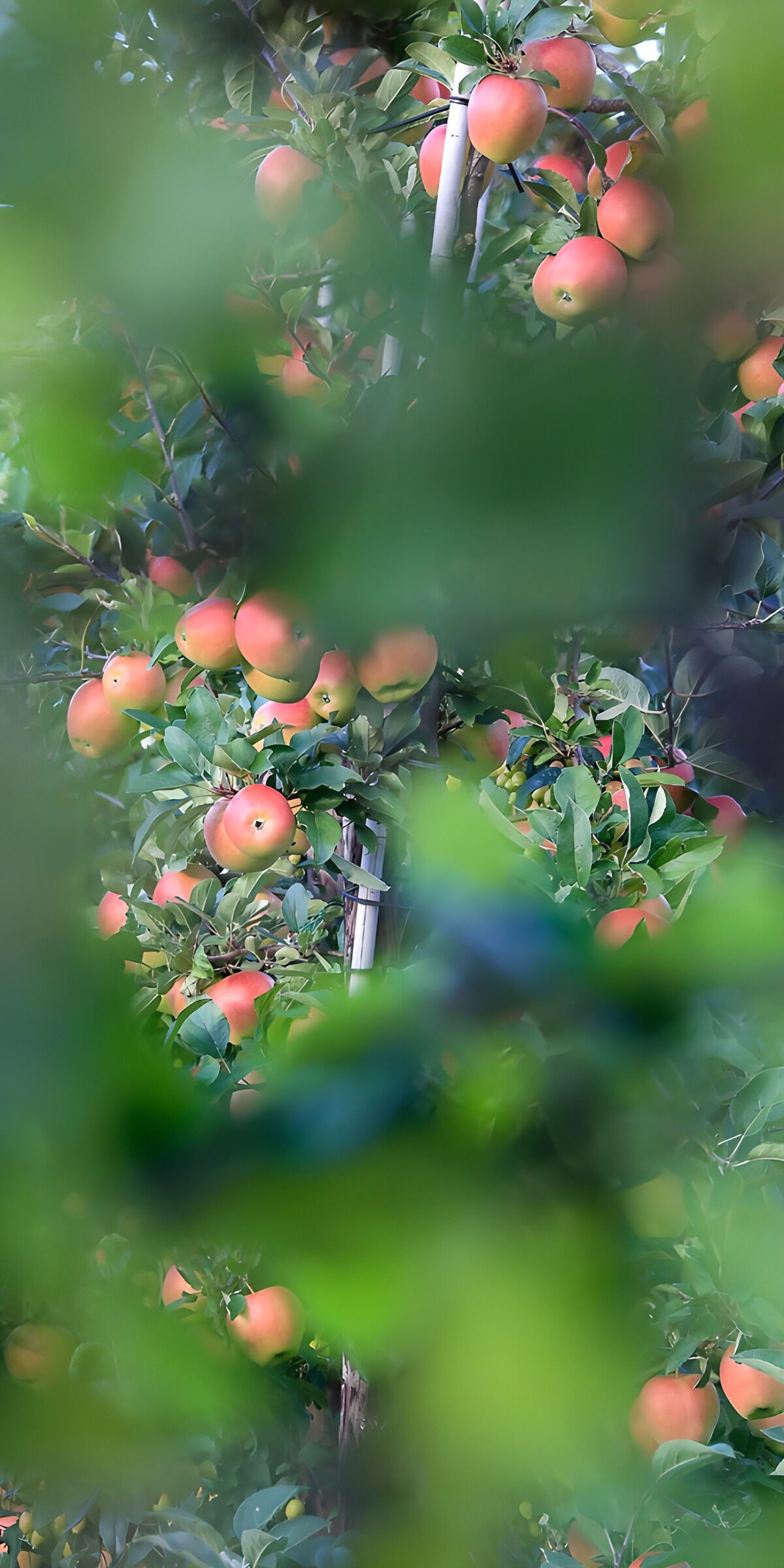 TPES64172: Manzano cargado de manzanas entre hojas
