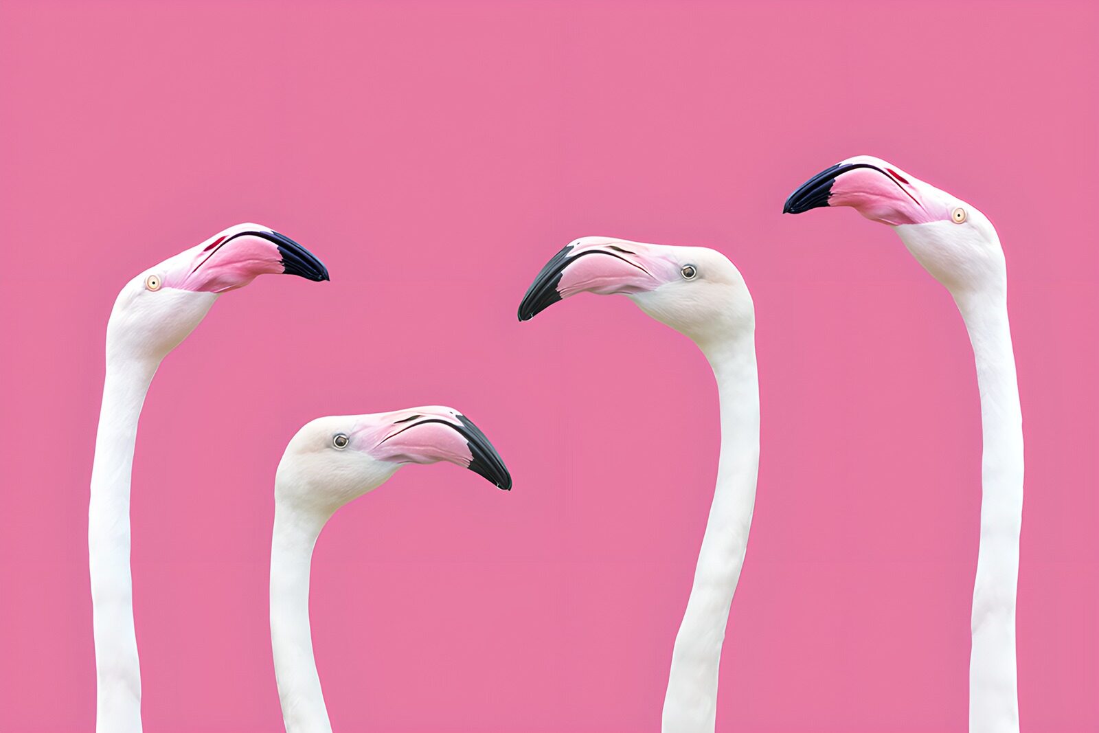TPES70827: Cuatro flamencos blancos sobre rosa