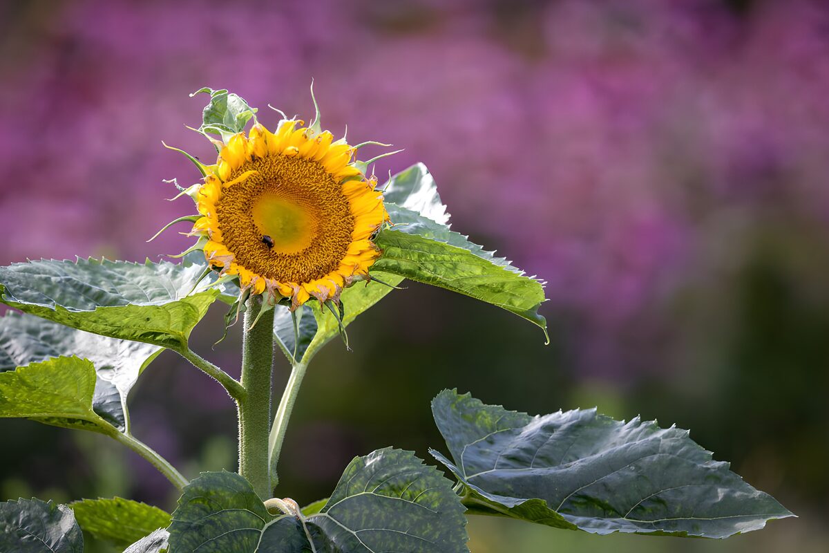 Girasol amarillo a plena luz