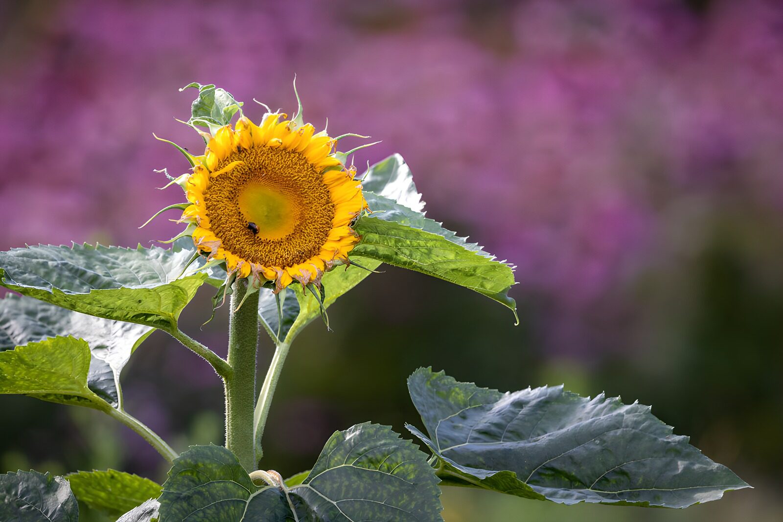 TPES67184: Girasol amarillo a plena luz