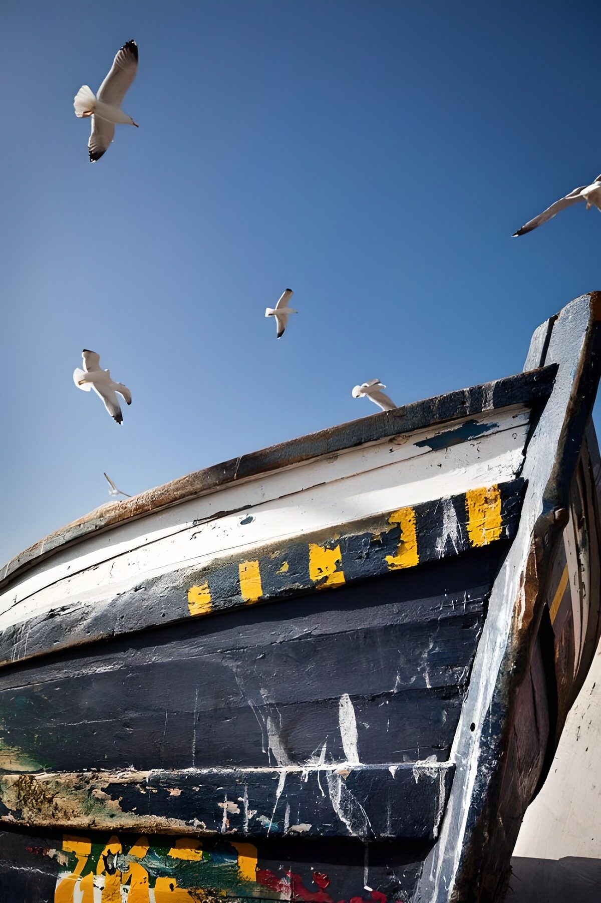 Gaviotas sobre un barco de madera