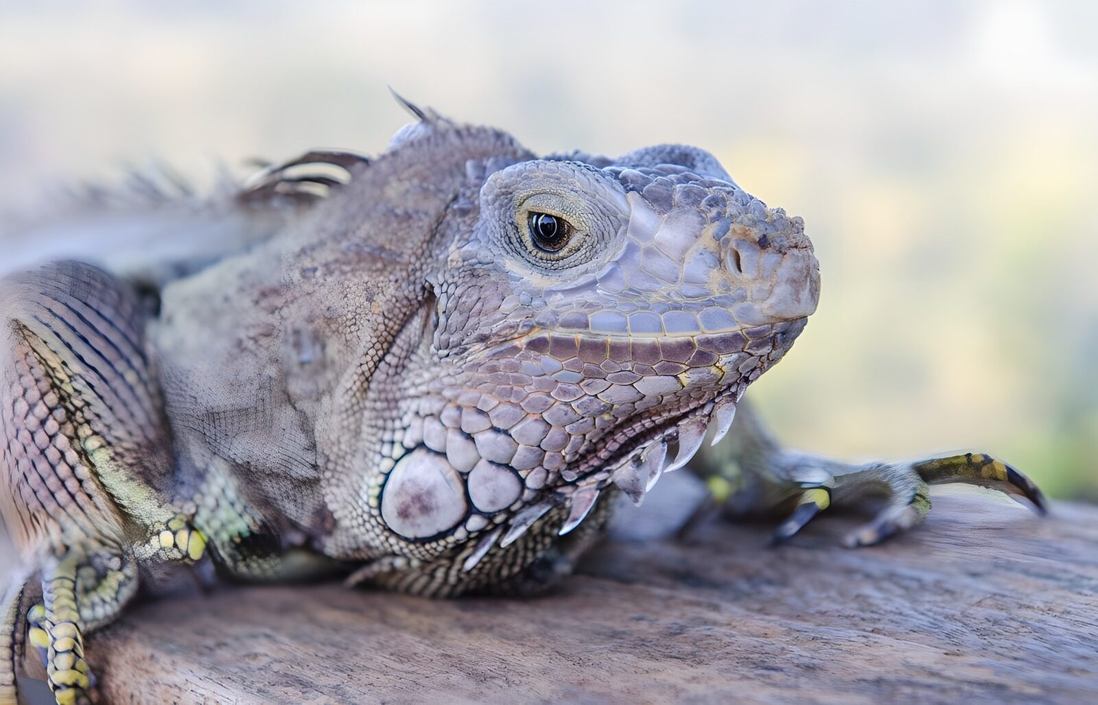 TPES63978: Iguana en reposo, retrato de cerca