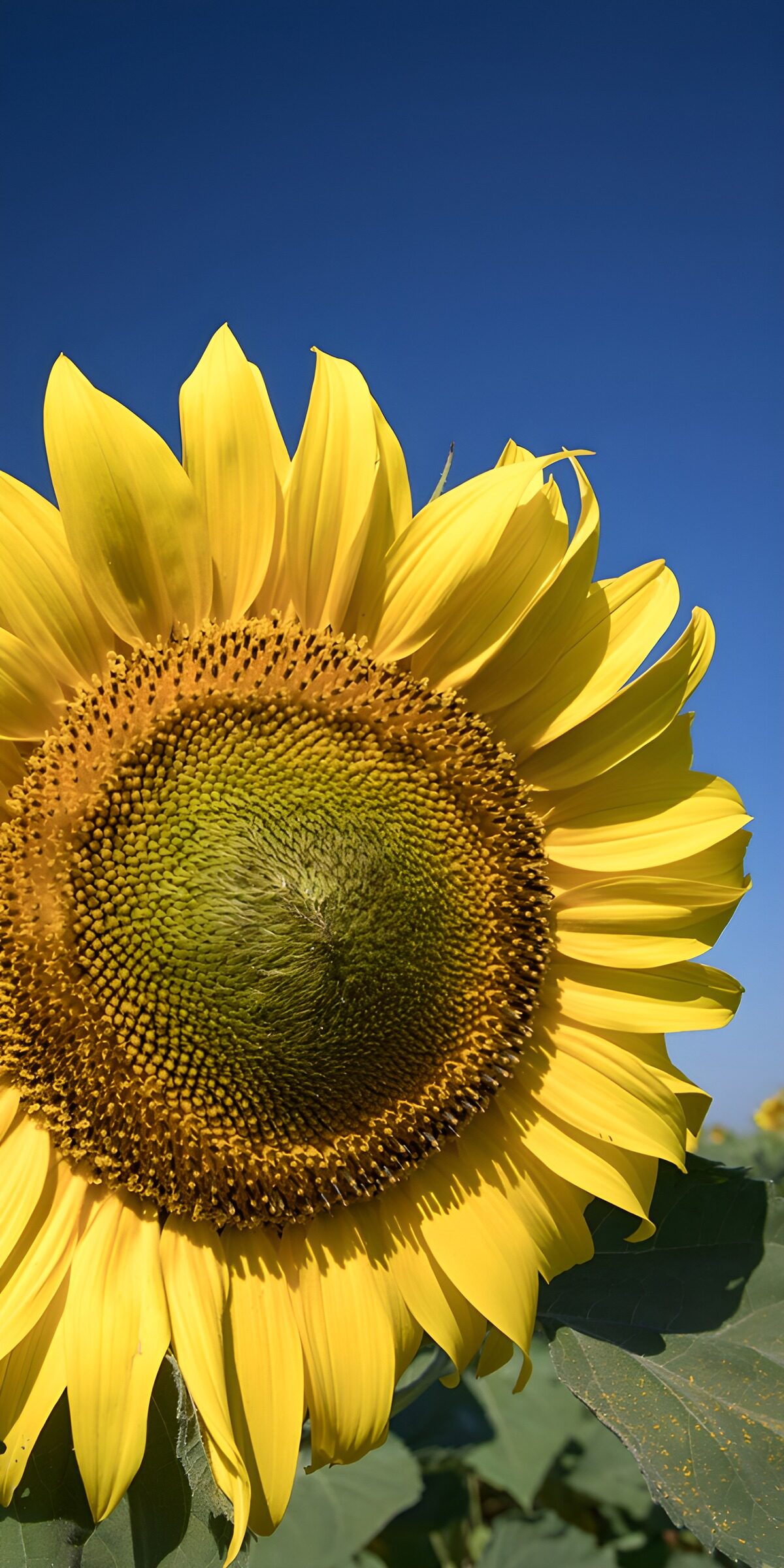TPES23914: Un girasol con el verano en los pétalos