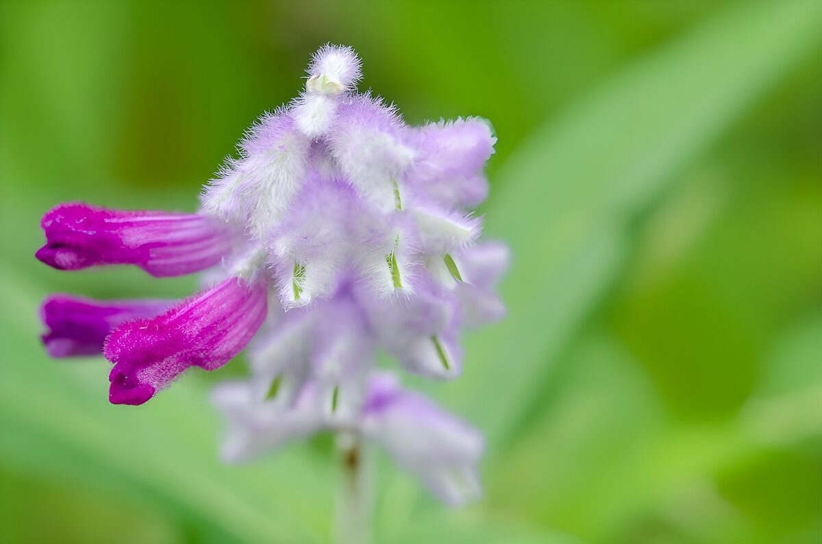 TPES53871: Flores moradas en primer plano