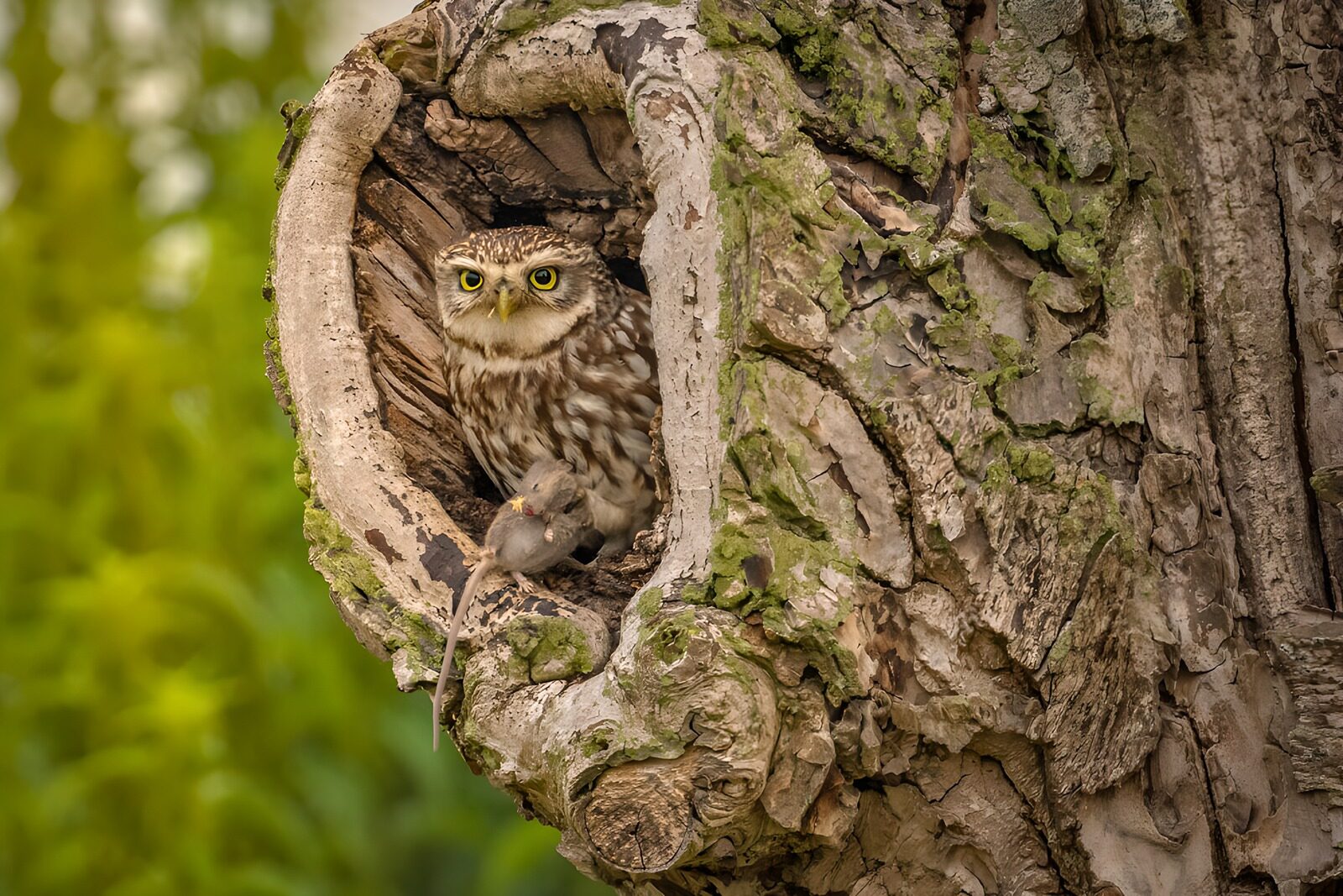 TPES66082: Mochuelo con un ratón en el hueco del árbol